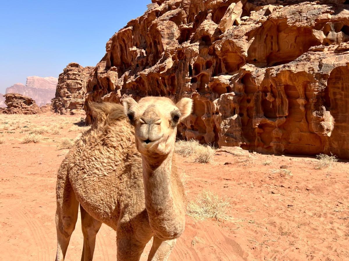 Wadi Rum Bedouin Tour With A Camp מראה חיצוני תמונה